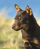 Lancashire Heeler 9R007D-084